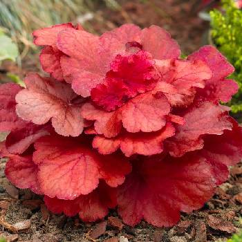 Гейхера Heuchera ‘Fire Alarm’